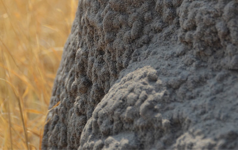 研究人员在白蚁丘中发现被称为“出口复合体”的隧道网络 以激发3D打印建筑的灵感