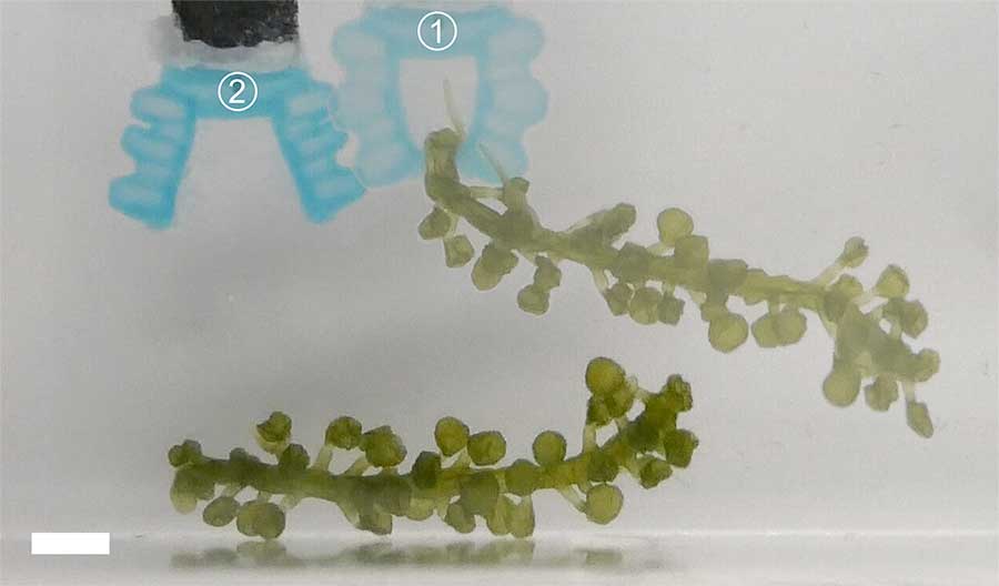 卡内基梅隆大学正在开发可生物降解的海洋执行器