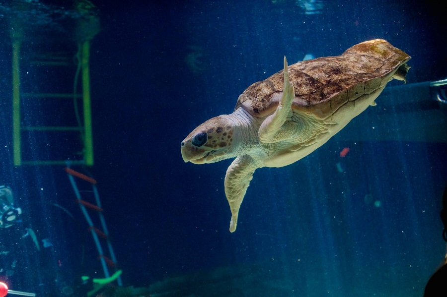 3D打印拯救红海龟：独特的壳更换确保健康成长