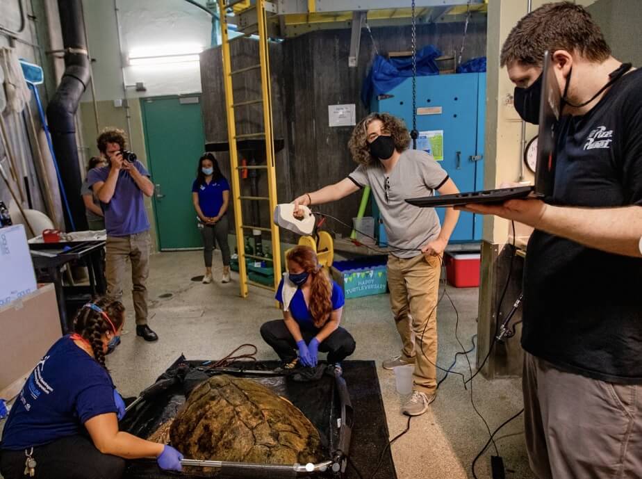 3D打印拯救红海龟：独特的壳更换确保健康成长