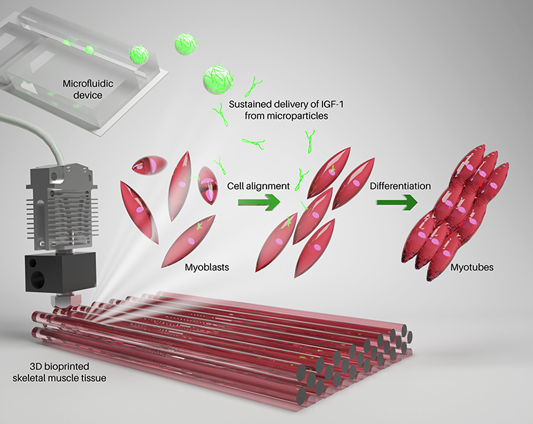 生物3D打印肌肉仅生长10天即可实现收缩功能