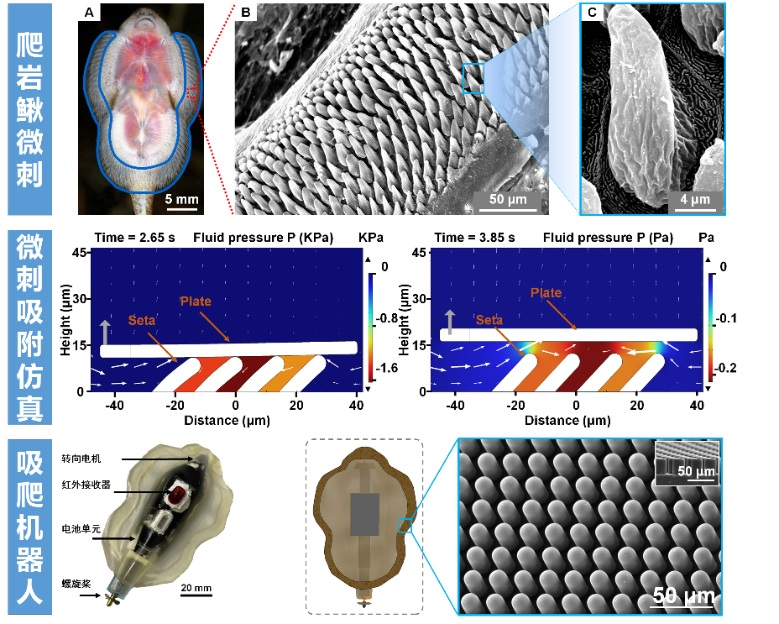 粘性水下机器人利用3D打印刚毛结构来模仿壁虎
