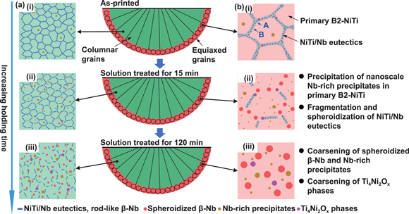 山东大学研究人员利用粉末床熔合技术开发出形状记忆合金