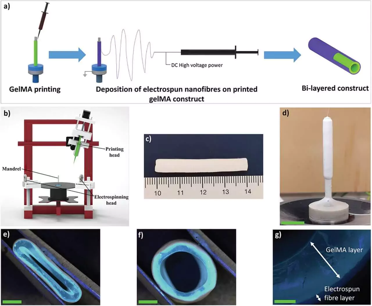 研究爱丁堡大学利用3D打印和电喷雾技术制造人造血管