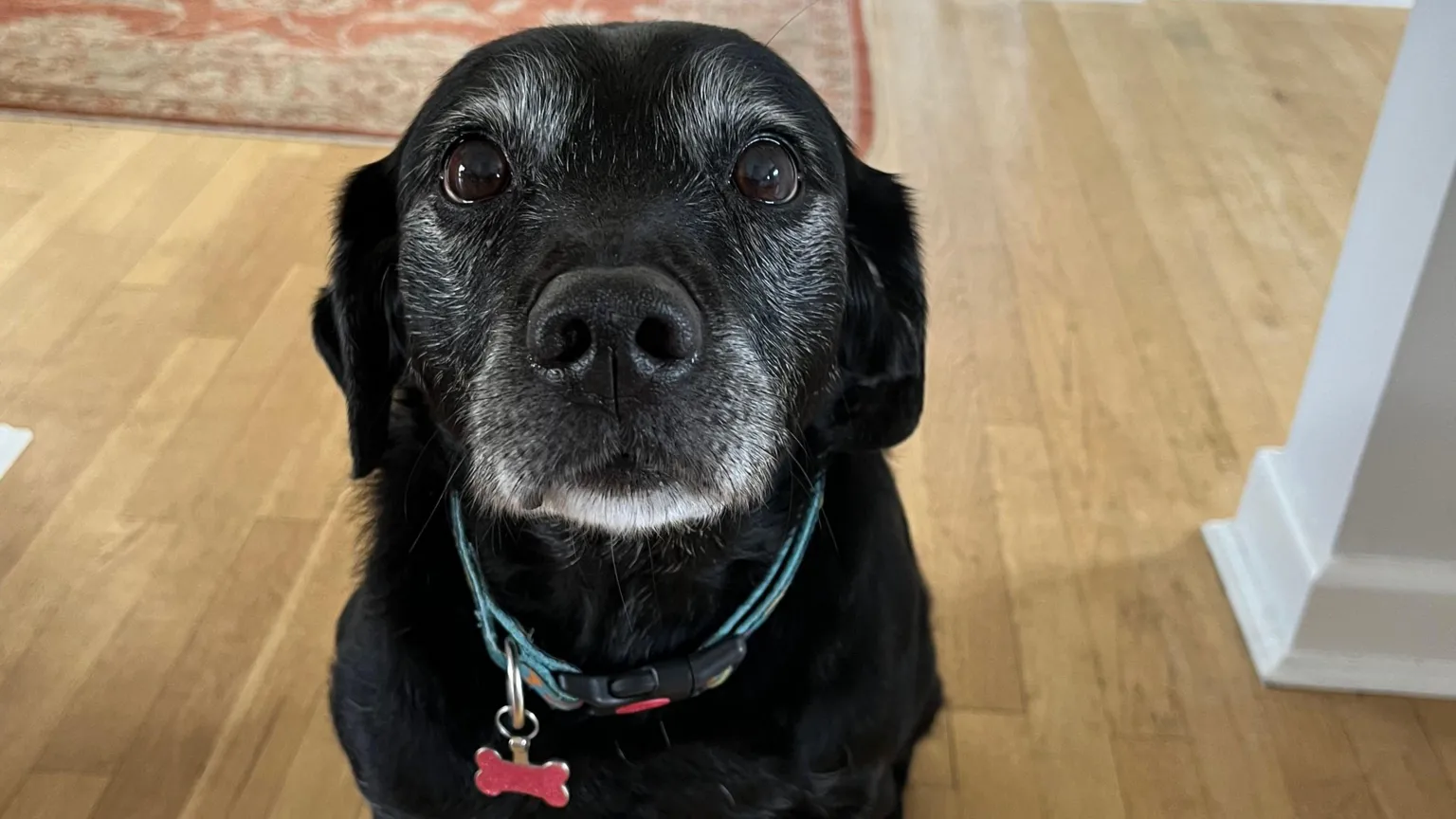 3D打印定制导板帮助一只12岁的狗再次行走