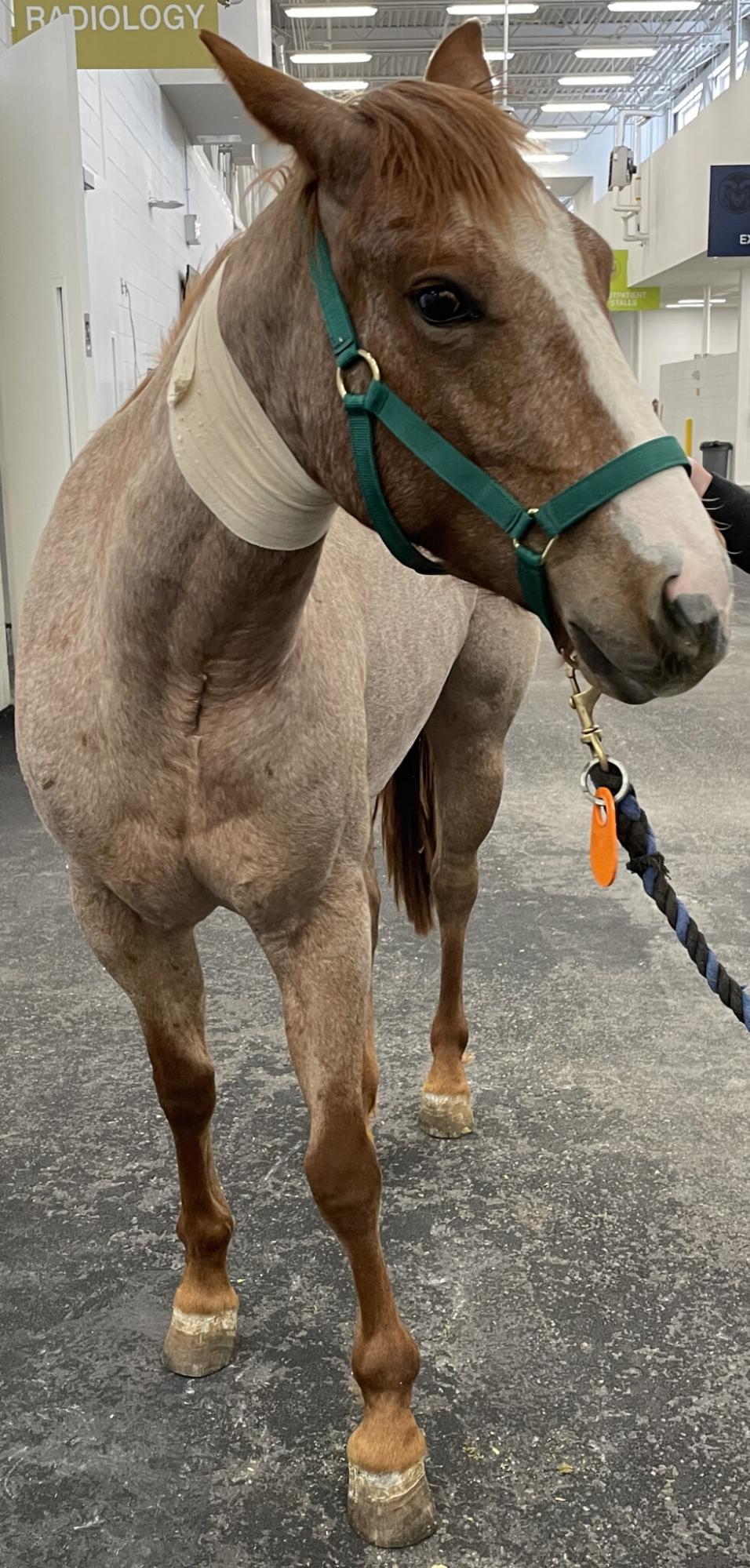 约翰逊家族马医院利用3D打印帮助受伤母马恢复肢体畸形