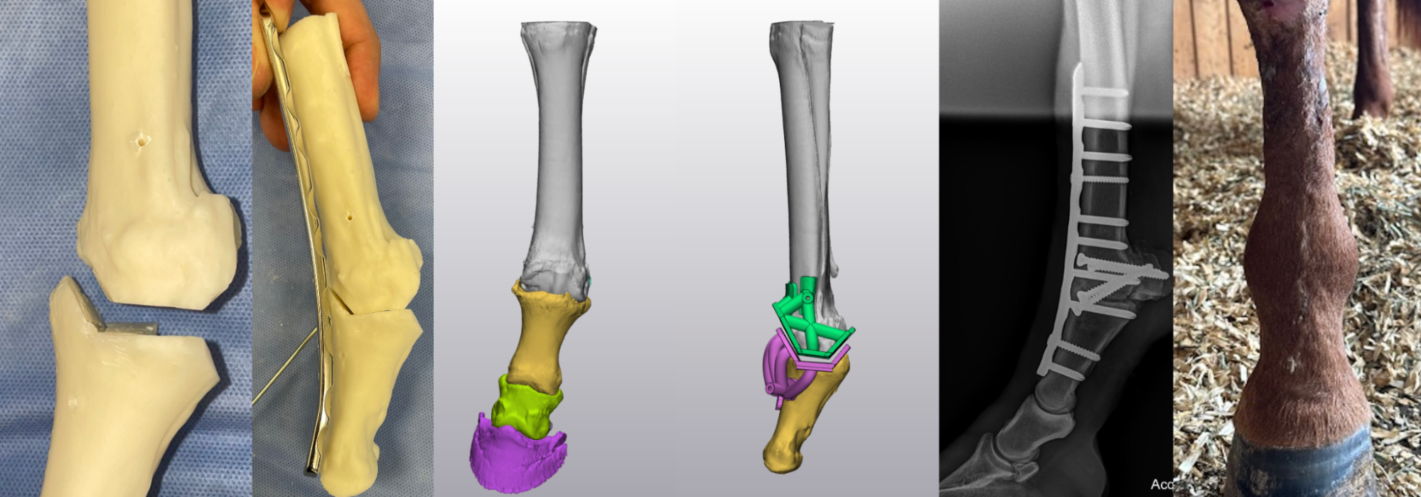 约翰逊家族马医院利用3D打印帮助受伤母马恢复肢体畸形
