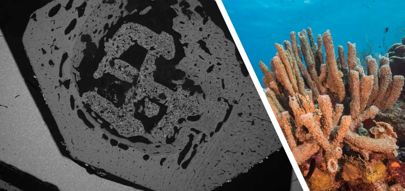 斯旺西大学研究人员通过3D打印珊瑚生物材料改善骨骼愈合速度