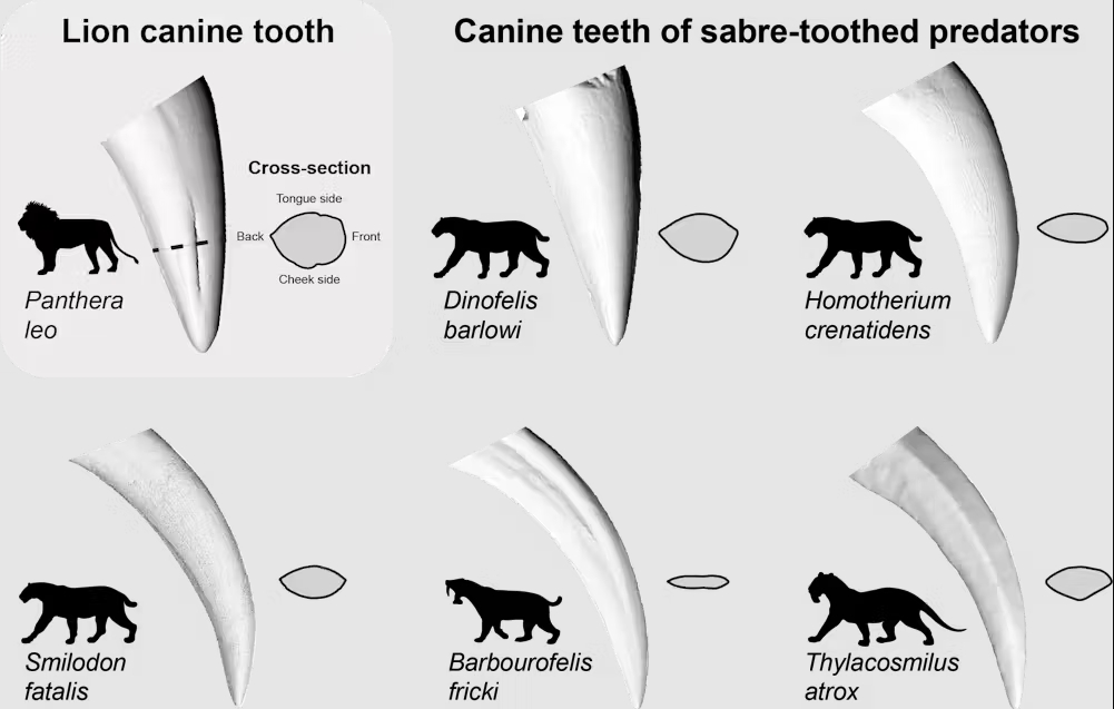 研究人员利用3D打印技术揭示剑齿食肉动物为何进化出长牙