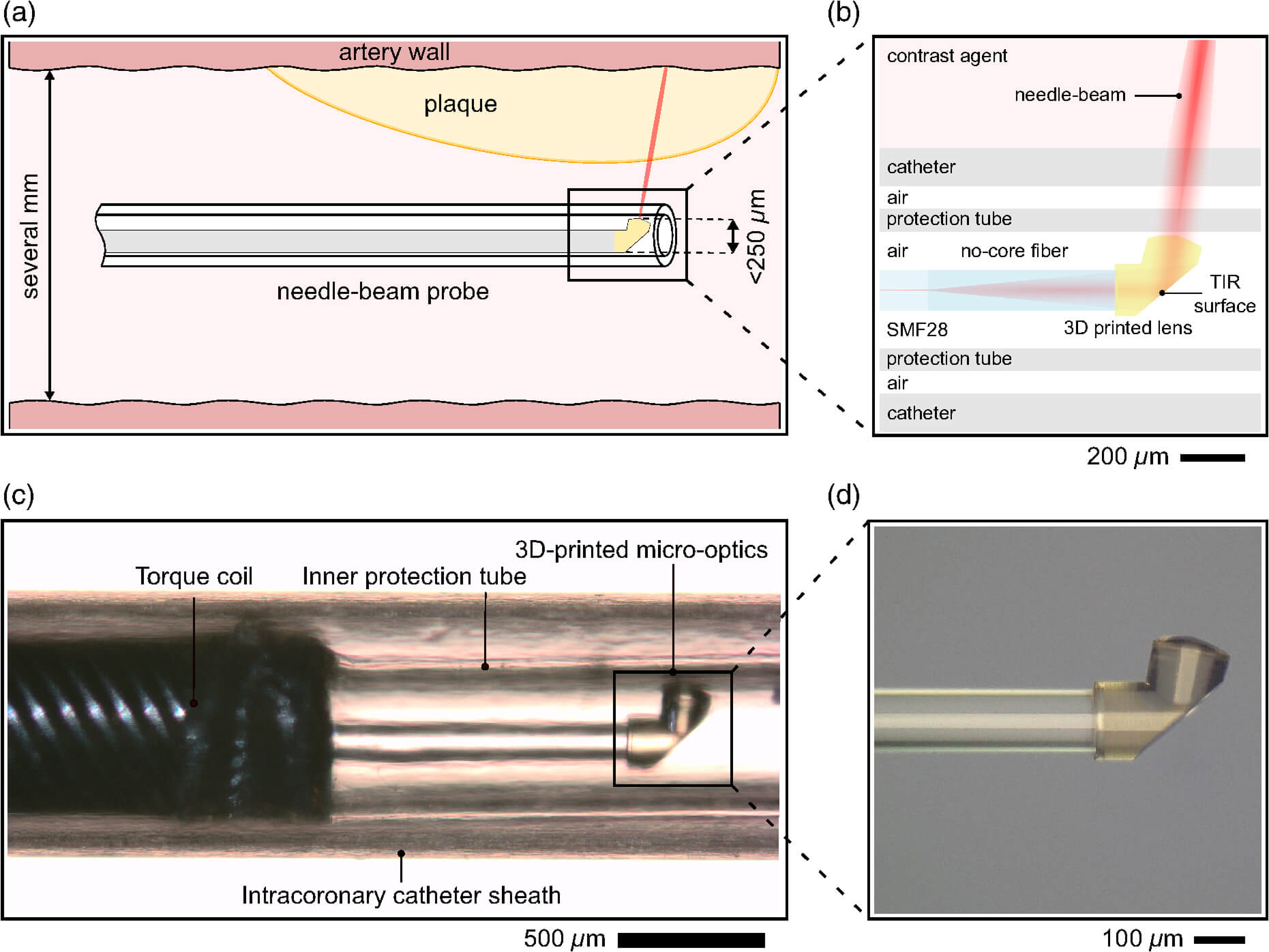 阿德莱德大学开发新型3D打印显微镜头可实现血管成像