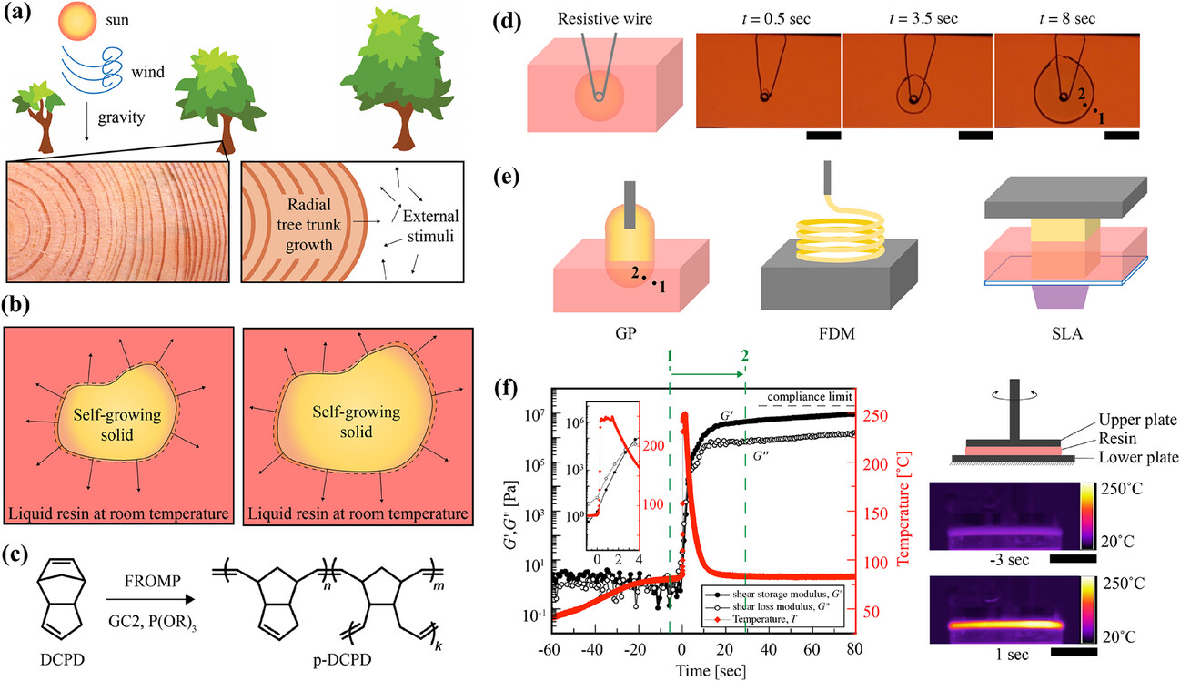 贝克曼先进科学技术研究所模拟竹子生长开发出新型 3D 打印方法