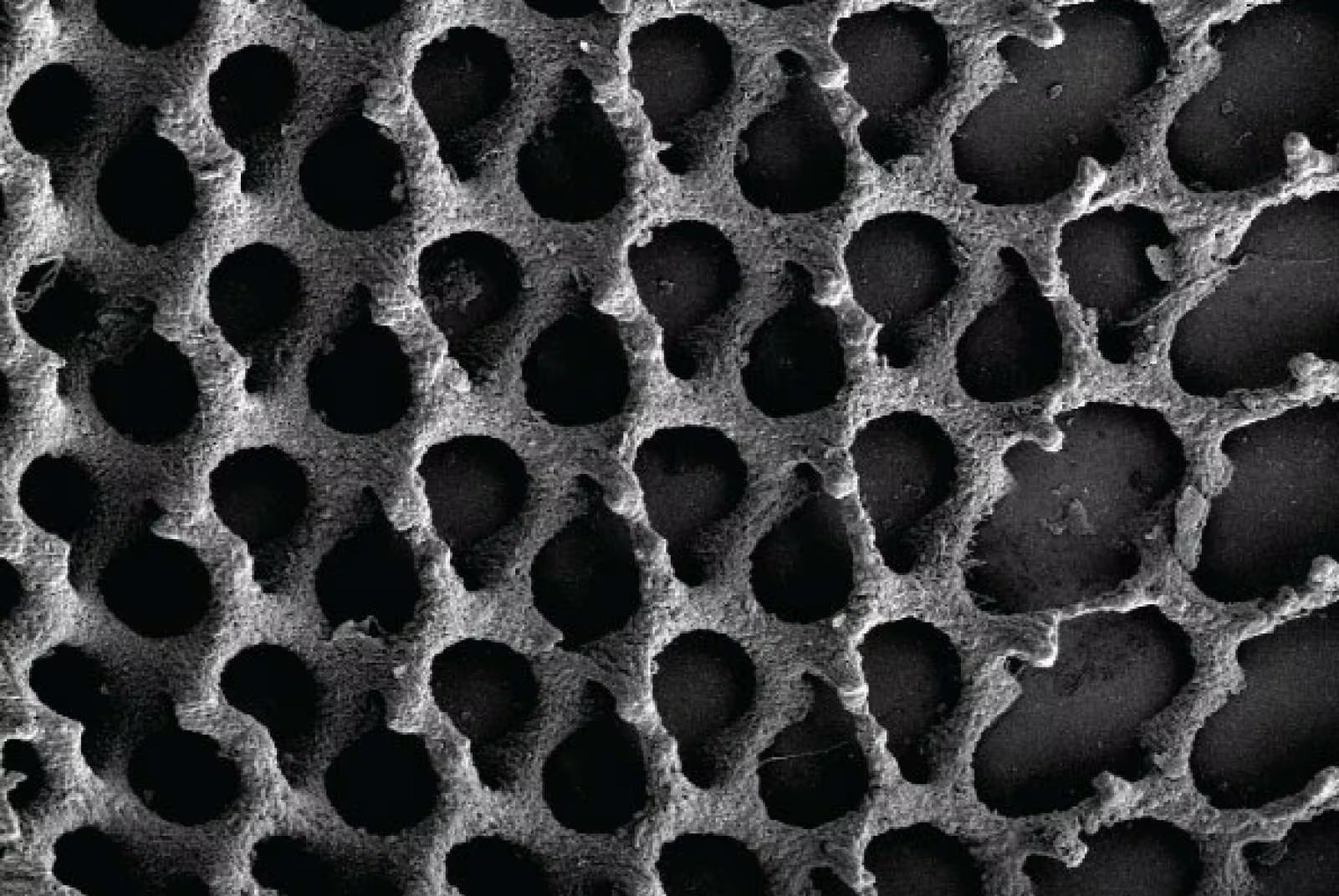 悉尼大学科学家成功实现纳米级3D打印骨骼