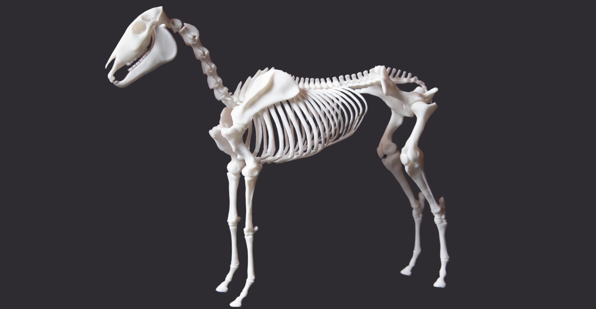 俄克拉荷马州立大学兽医学院使用3D打印的马骨架进行教学