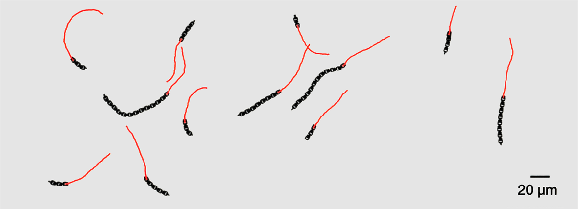 莱顿大学研究人员利用3D打印技术制造出无需大脑的微型机器人