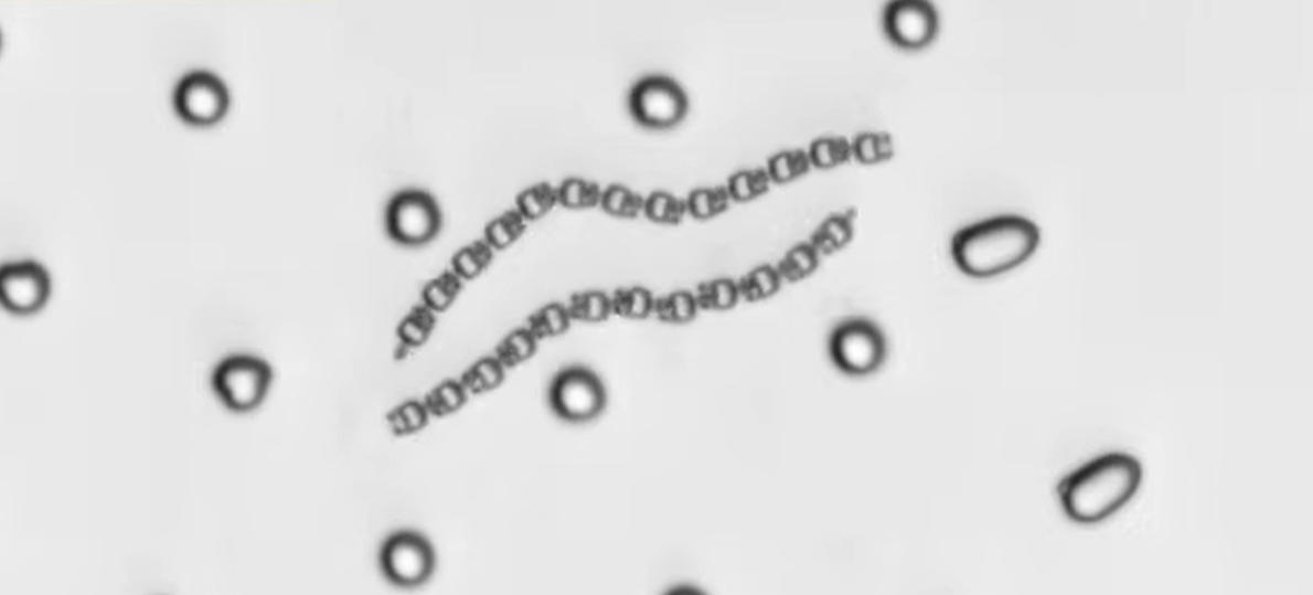 莱顿大学研究人员利用3D打印技术制造出无需大脑的微型机器人